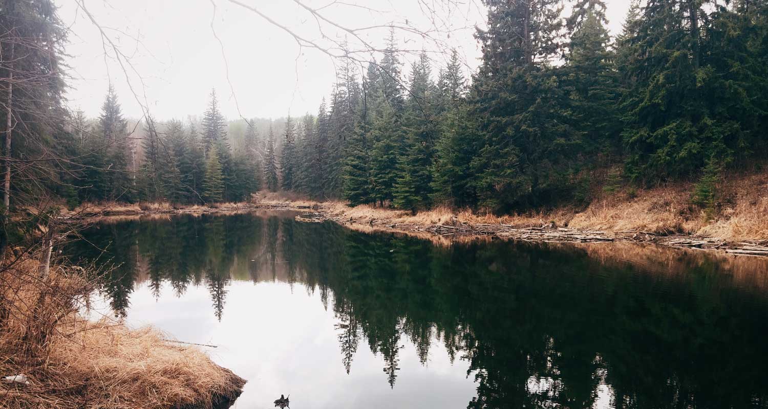 clearing around a small natural pond in a plush forest